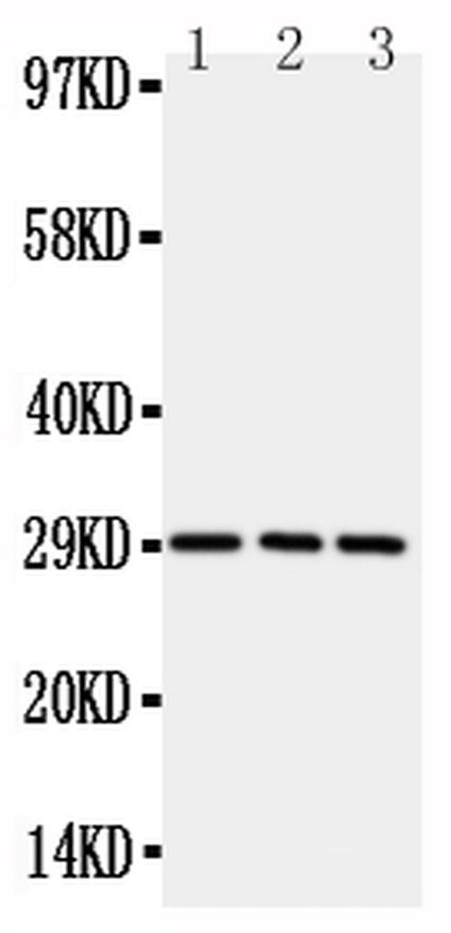 OX40 (CD134) Antibody in Western Blot (WB)