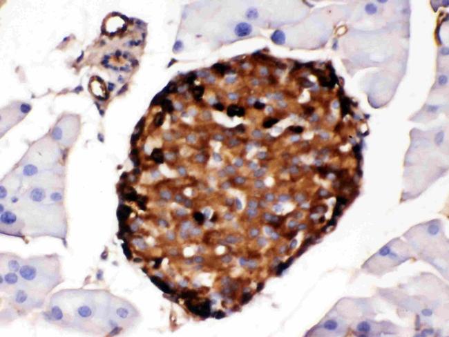 Transthyretin Antibody in Immunohistochemistry (Paraffin) (IHC (P))