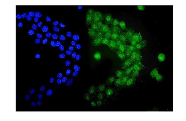 UBA3 Antibody in Immunocytochemistry (ICC/IF)