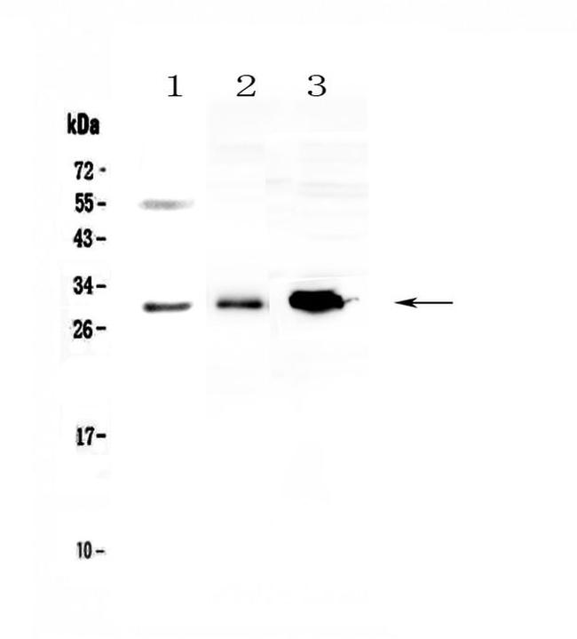 VEGFB Antibody in Western Blot (WB)