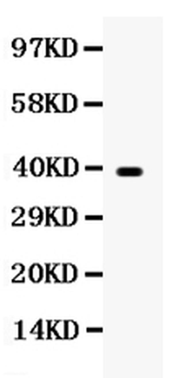 WNT7A Antibody in Western Blot (WB)