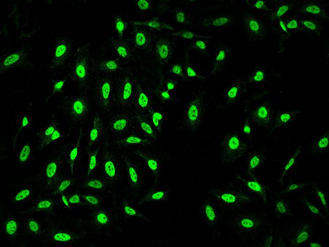 BAF53A Antibody in Immunocytochemistry (ICC/IF)