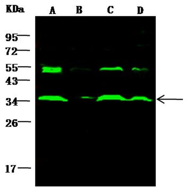 AKR1B1 Antibody in Western Blot (WB)