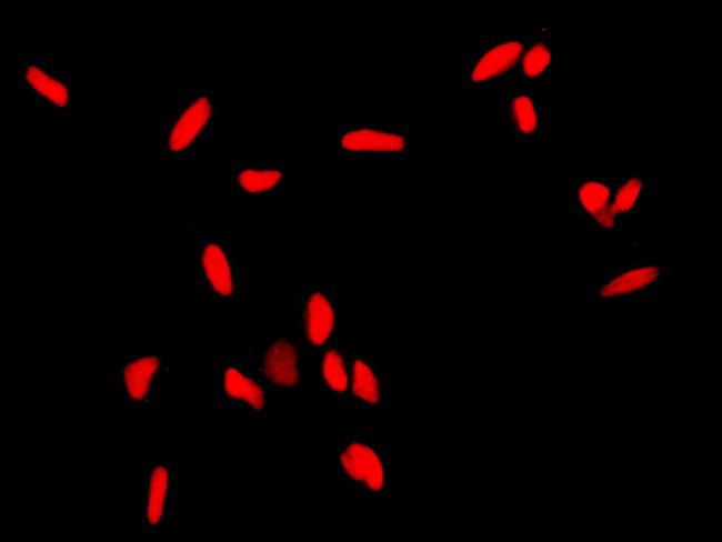 APE1 Antibody in Immunocytochemistry (ICC/IF)