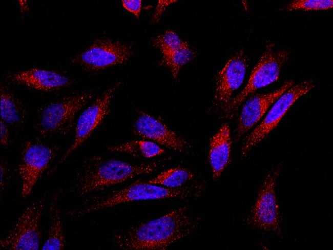 BCAS3 Antibody in Immunocytochemistry (ICC/IF)