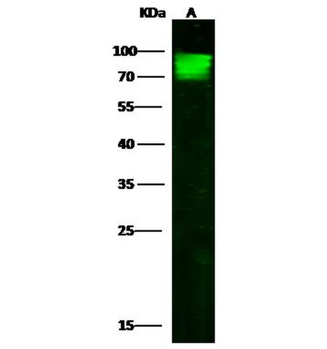 Cyclin A1 Antibody in Western Blot (WB)