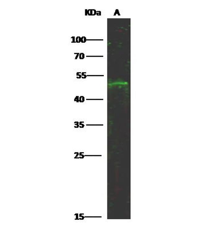 CD83 Antibody in Western Blot (WB)