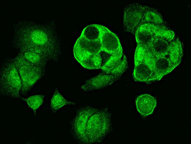 Centrin 2 Antibody in Immunocytochemistry (ICC/IF)