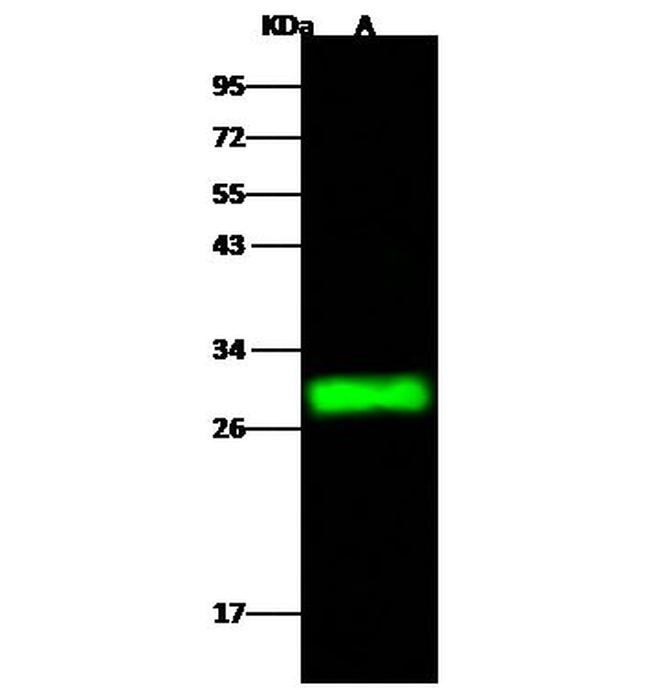 CMBL Antibody in Western Blot (WB)