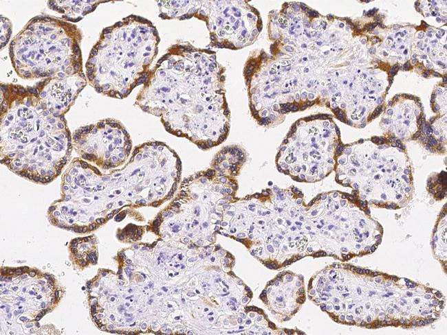 CNPY2 Antibody in Immunohistochemistry (Paraffin) (IHC (P))