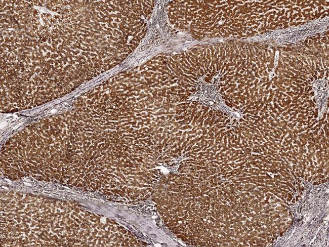 COX5B Antibody in Immunohistochemistry (Paraffin) (IHC (P))