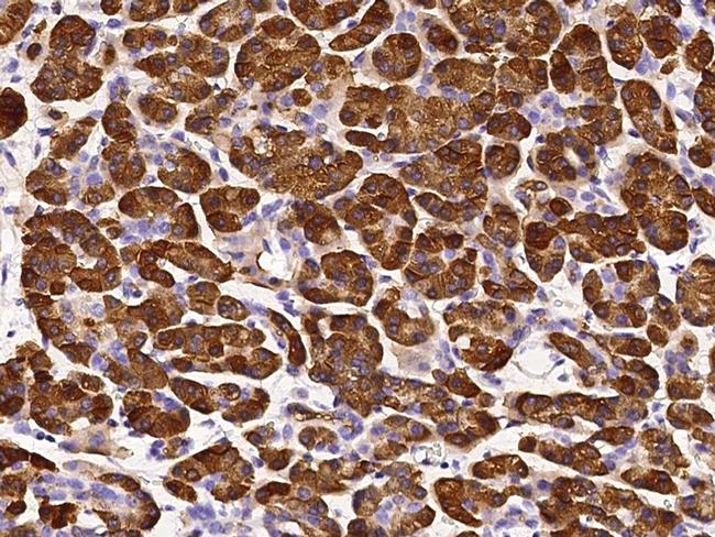 Carboxypeptidase A1 Antibody in Immunohistochemistry (Paraffin) (IHC (P))