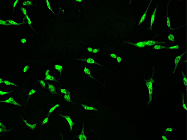 CtBP1 Antibody in Immunocytochemistry (ICC/IF)