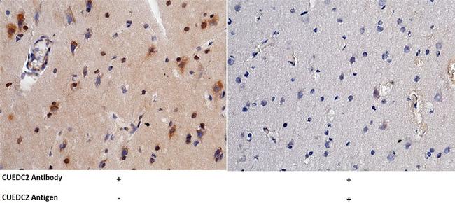 CUEDC2 Antibody in Immunohistochemistry (Paraffin) (IHC (P))