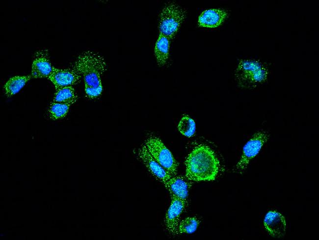 LAP3 Antibody in Immunocytochemistry (ICC/IF)