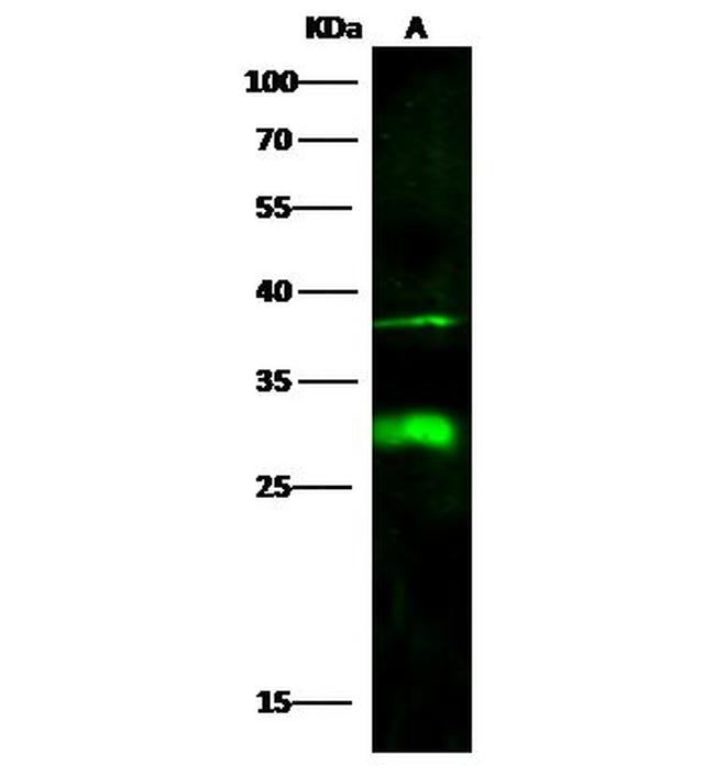 DCUN1D2 Antibody in Western Blot (WB)