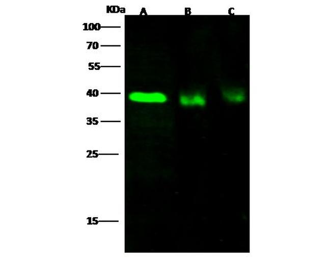 CD178 Antibody in Western Blot (WB)