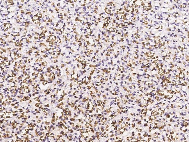 CD235a Antibody in Immunohistochemistry (Paraffin) (IHC (P))