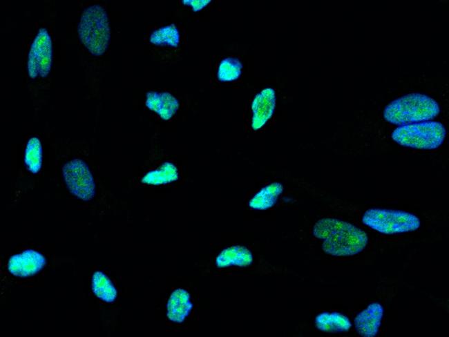 HMGB1 Antibody in Immunocytochemistry (ICC/IF)