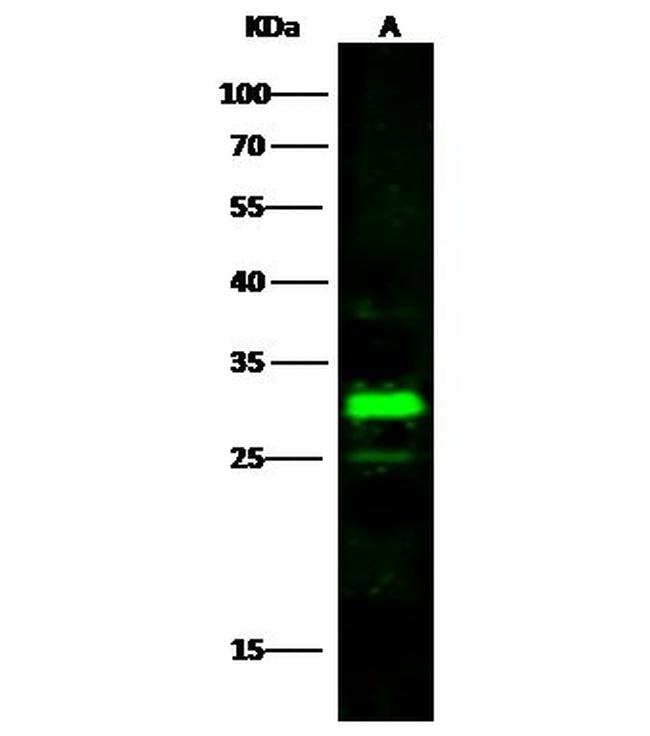 HNMT Antibody in Western Blot (WB)