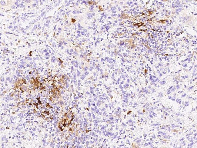 IDO Antibody in Immunohistochemistry (Paraffin) (IHC (P))