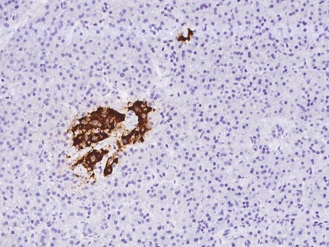 Insulin Antibody in Immunohistochemistry (Paraffin) (IHC (P))