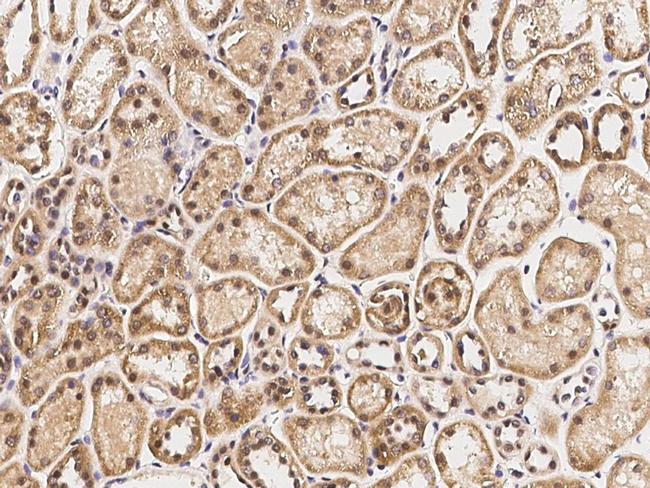 IRF6 Antibody in Immunohistochemistry (Paraffin) (IHC (P))