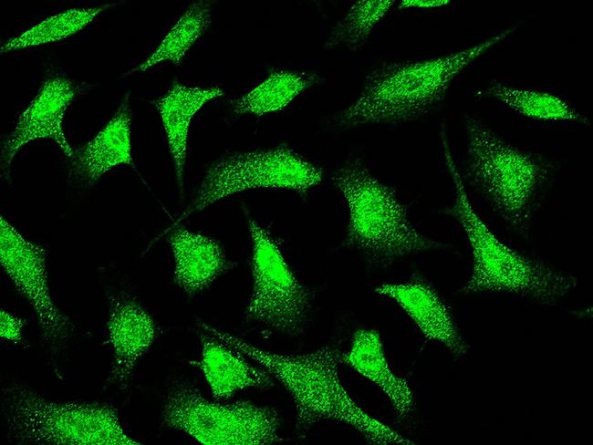 JNK1 Antibody in Immunocytochemistry (ICC/IF)