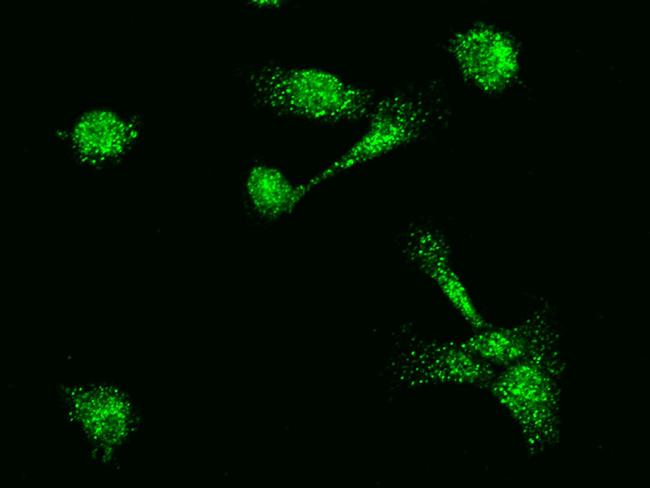 MBD3L1 Antibody in Immunocytochemistry (ICC/IF)