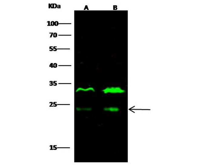 MID1IP1 Antibody in Western Blot (WB)