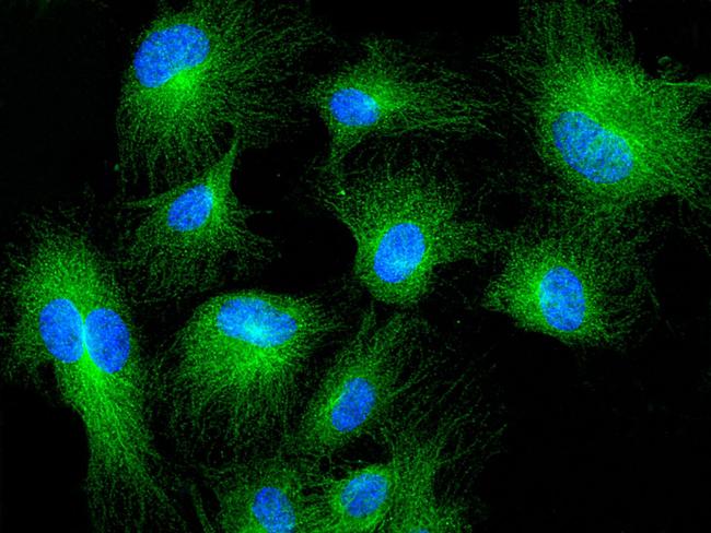 MRPL44 Antibody in Immunocytochemistry (ICC/IF)