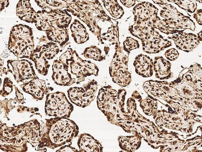 MRTO4 Antibody in Immunohistochemistry (Paraffin) (IHC (P))