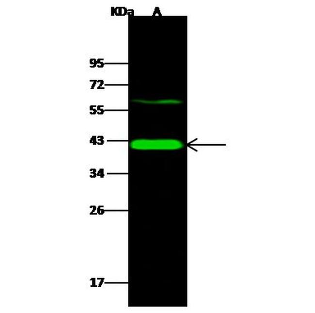 NOXRED1 Antibody in Western Blot (WB)