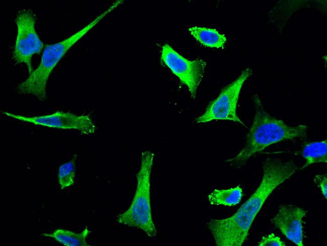 NUDC Antibody in Immunocytochemistry (ICC/IF)