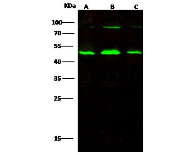 PARVA Antibody in Western Blot (WB)