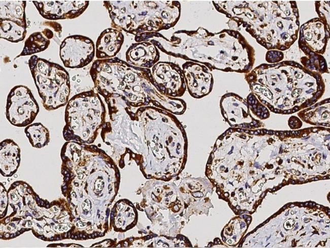 ERP72 Antibody in Immunohistochemistry (Paraffin) (IHC (P))