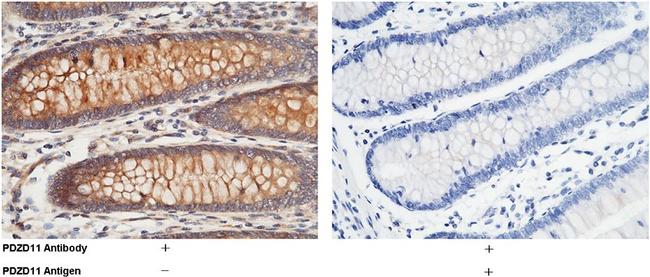 PDZD11 Antibody in Immunohistochemistry (Paraffin) (IHC (P))