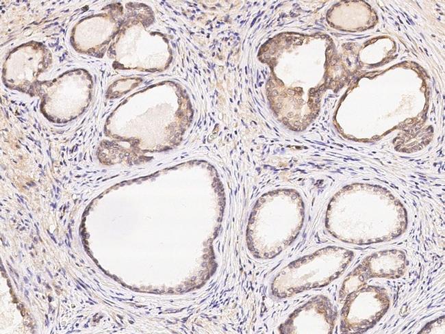 PON1 Antibody in Immunohistochemistry (Paraffin) (IHC (P))