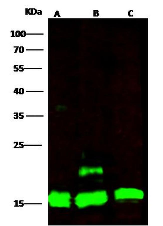 Cyclophilin A Antibody in Western Blot (WB)