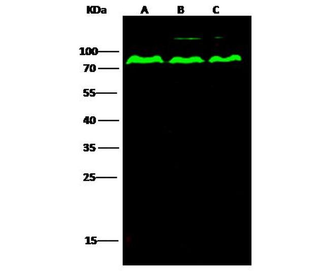 PPM1G Antibody in Western Blot (WB)