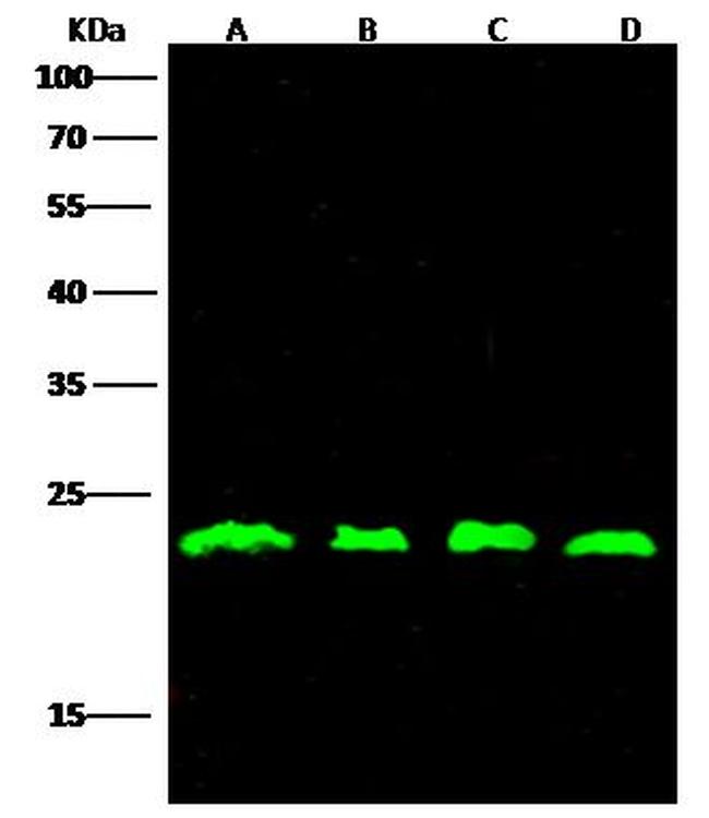 RhoA Antibody in Western Blot (WB)