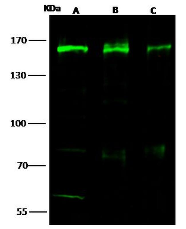 SMARCC1 Antibody in Western Blot (WB)