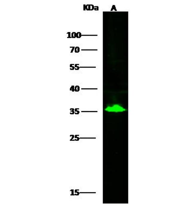 SULT2A1 Antibody in Western Blot (WB)