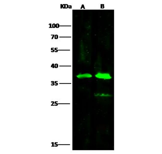 PIG3 Antibody in Western Blot (WB)