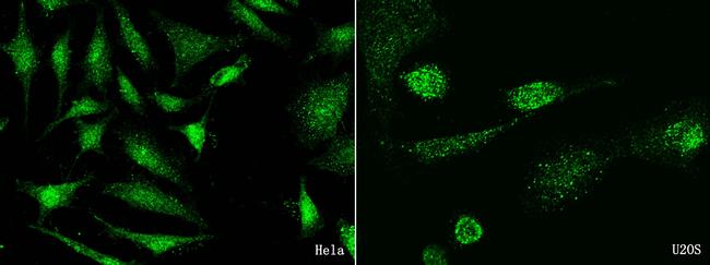 TRAF4 Antibody in Immunocytochemistry (ICC/IF)