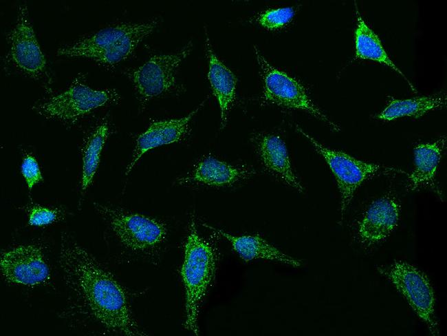 Thioredoxin 2 Antibody in Immunocytochemistry (ICC/IF)