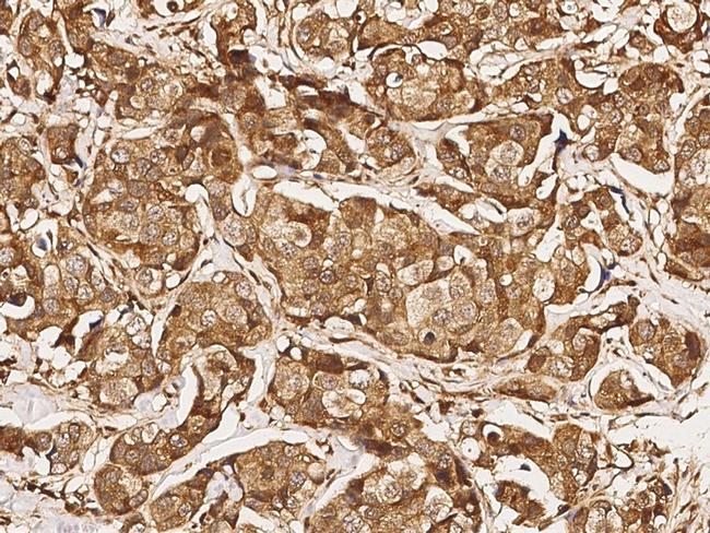 USP46 Antibody in Immunohistochemistry (Paraffin) (IHC (P))