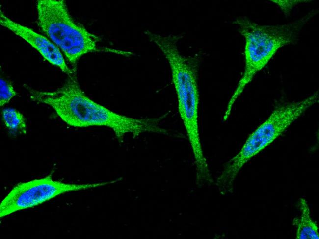 14-3-3 epsilon Antibody in Immunocytochemistry (ICC/IF)