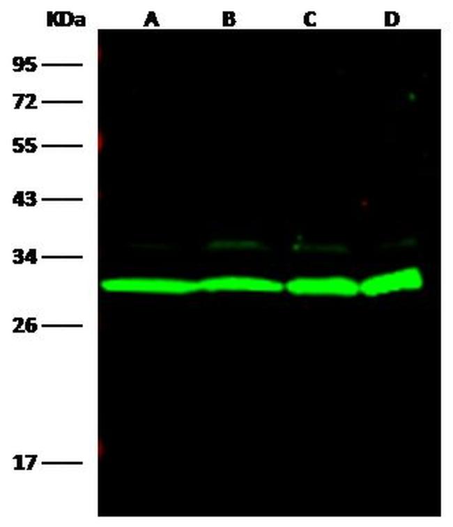 14-3-3 eta Antibody in Western Blot (WB)