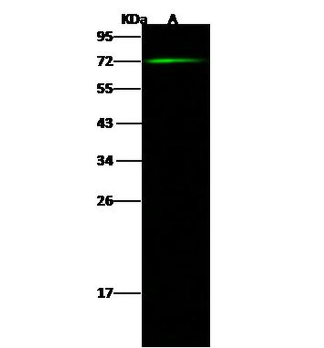 CNOT6 Antibody in Western Blot (WB)